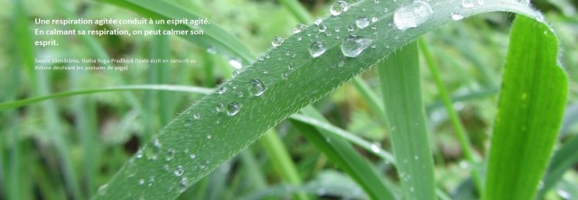Herbe et goutte d'eau printanière
